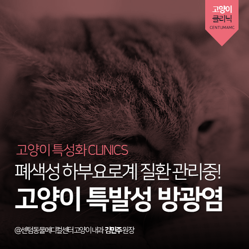 [고양이내과] 폐색성 하부요로계 질환 관리 중! 고양이 특발성 방광염 (센텀동물메디컬센터, 365일 응급진료, 배뇨곤란, 구토)