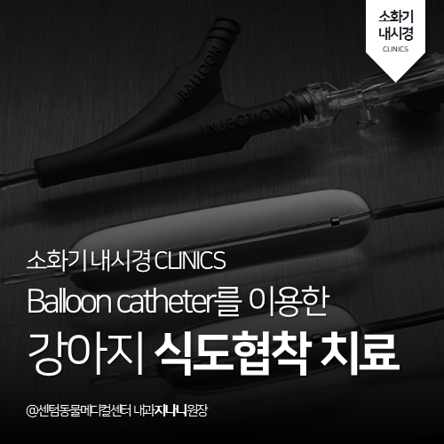  [내과] balloon catheter를 이용한 강아지 식도협착 치료(부산 소화기 내시경 전문 동물병원, 365일 응급진료, 센텀동물메디컬센터)