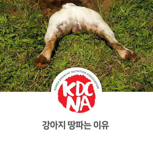  [반려인이 알아야할 정보] 강아지가 땅을 파는 이유_31