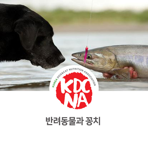 [반려동물 영양 정보] 강아지 고양이 꽁치에 대해 알아보자_120