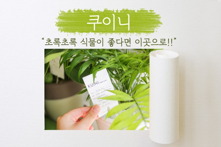  판교 꽃집, 쿠이니에 꽃다발 예약했다가 테이블야자와 유칼립투스까지 업어온 후기!