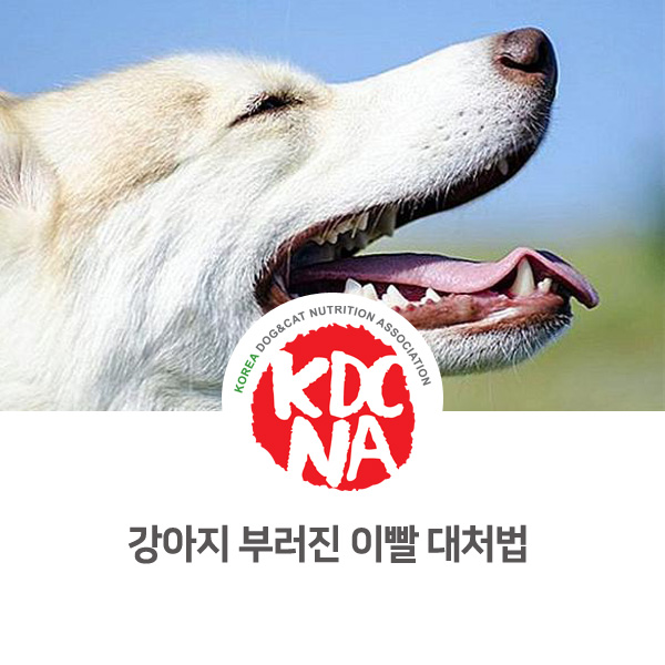  [반려동물 관리 정보] 강아지가 이빨이 부러졌을 때_15