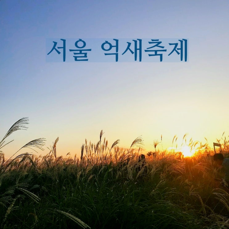  2019 서울 억새축제 시작. 가을감성 만끽하며 데이트 어때요?