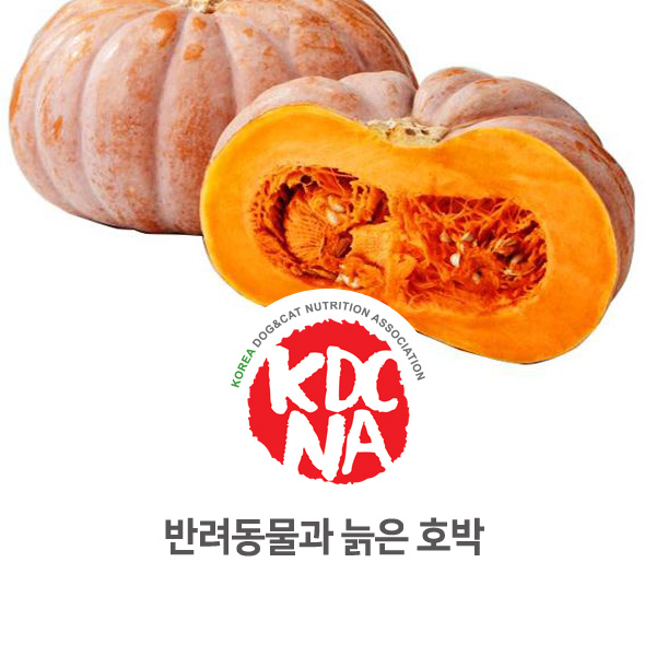  [강아지 고양이 식재료 정보] 반려동물 호박 줘도 되나요?_121