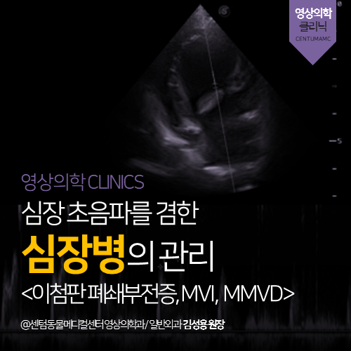 [영상의학과] 심장 초음파 검사를 겸한 심장병의 관리 <이첨판폐쇄부전증, MVI, MMVD> (부산 강아지 고양이 영상 분석 전문 동물병원, 심초)