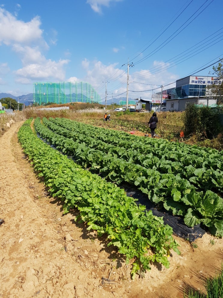  주말농장 체험