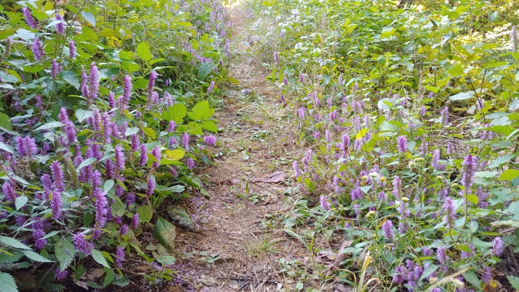 남한산성 제2남옹성 성밖 소로길에서 꽃향유 꽃 만나지다