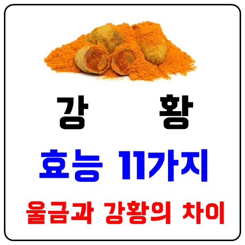  강황가루효능 울금과의차이점