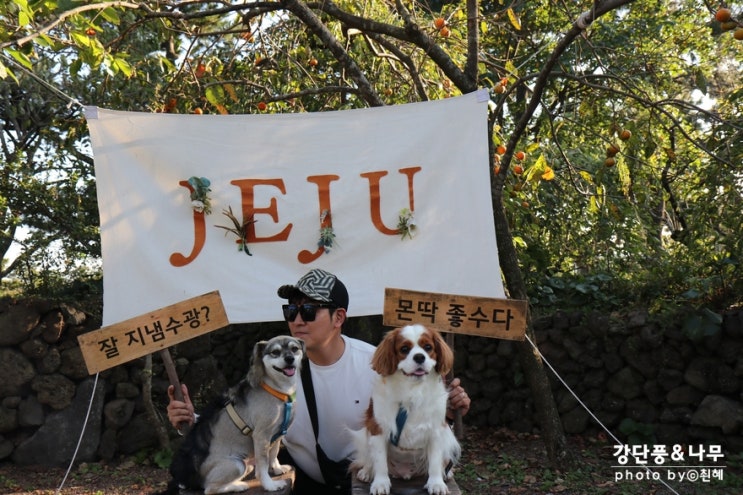  제주도 애견동반 여행 7박 9일 중형견 둘 잘다녀왔어요.
