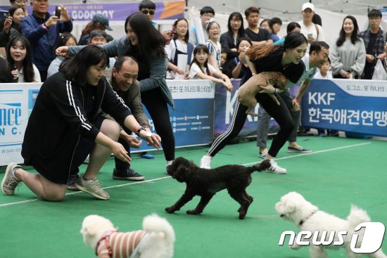 커지는 '펫코노미'…반려동물 보험·의약품·장례까지 커지는 '펫코노미'…반려동물 보험·의약품·장례까지
