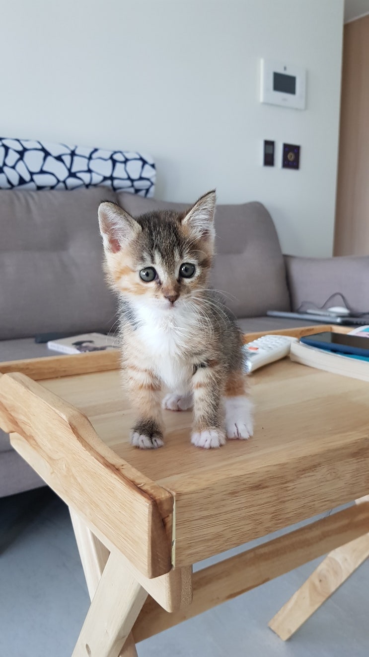  아기고양이 안전 방충망 방묘창이 요즘 필수인 이유죠