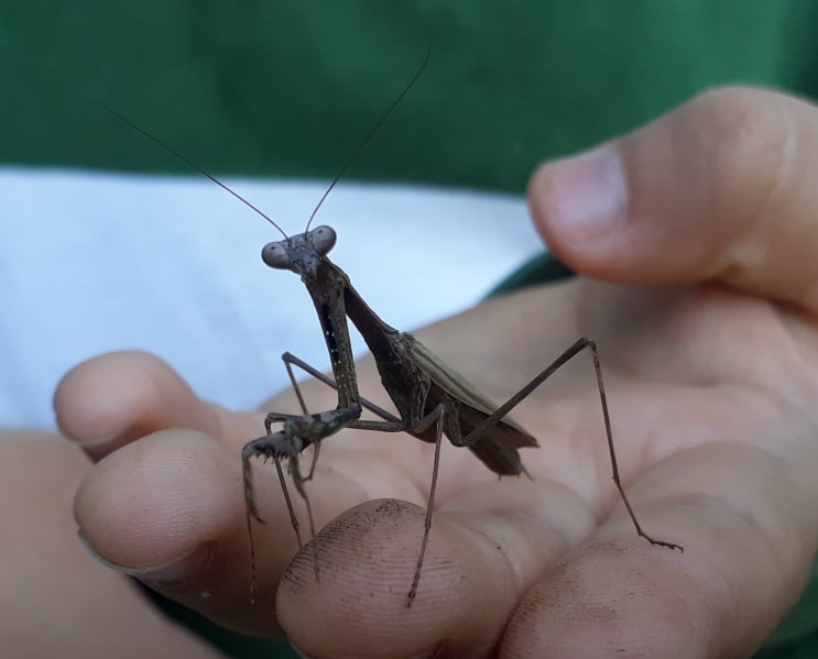  좀사마귀