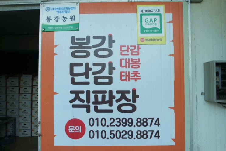  단감판매 봉강농원에서 창원단감판매 시작합니다