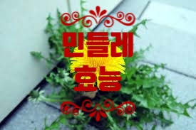  야맹증 치료에 사용되는 민들레 효능