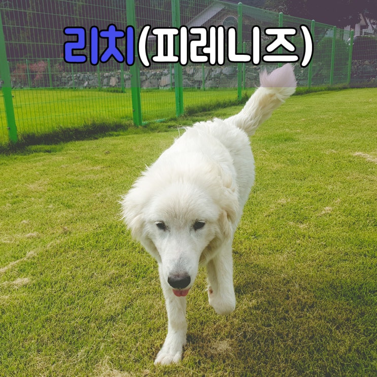  대형견들에게 있어서 교육은 필수입니다. #창원애견훈련소 #거제애견훈련소