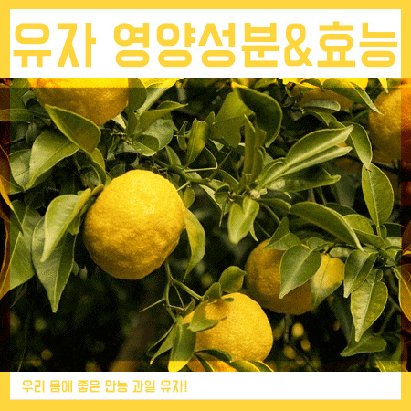  유자 영양성분 및 효능 감기예방에 탁월!