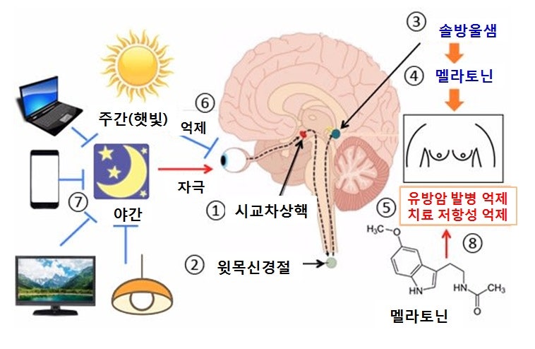 멜라토닌의 7가지 자연적이고 안전한 3