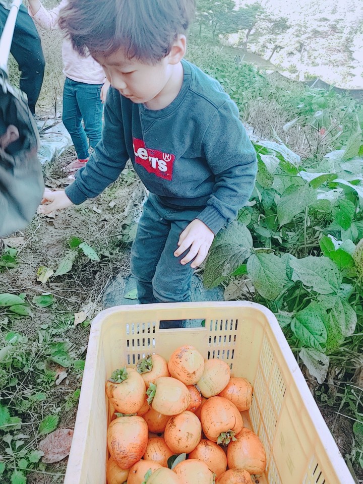  밭루질 후기 대봉감 만통했어요.