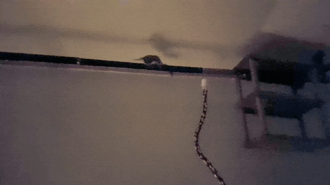 (하늘다람쥐 나린+379) 하늘다람쥐 활강 활강