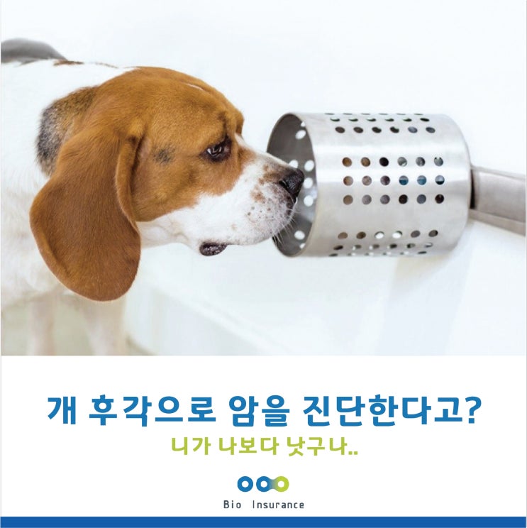  개 후각으로 암을 진단한다고??