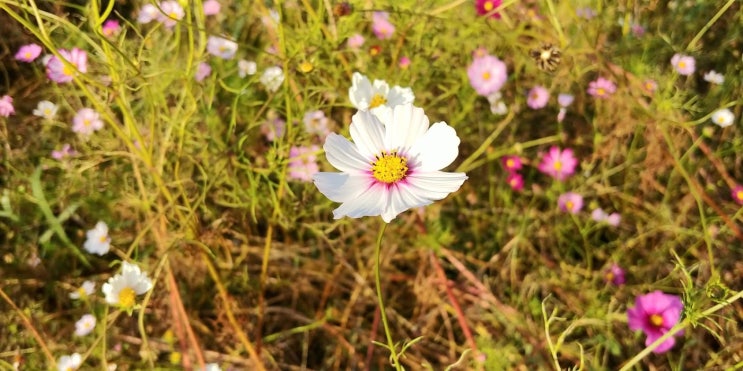  Cosmos
