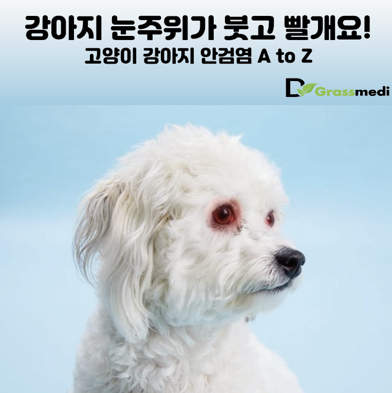 개에 빠른 무엇입니까