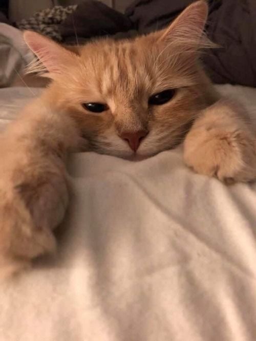 아이폰 Xs 고화질 고양이 배경화면 : 네이버 블로그