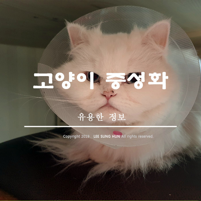  암컷 고양이 중성화 수술 비용 까지 자세히 알아보기