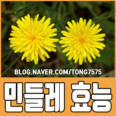  민들레 효능 자세하게 알아볼게요
