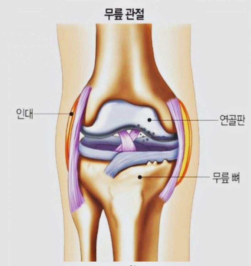 무릎 연골 관리에 효과적인 SCP 추출물은 무엇일까.