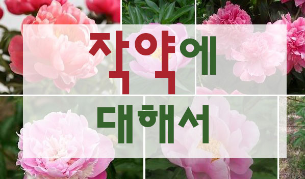  작약꽃 꽃말 작약차 작약 효능 부작용에 대한 이야기