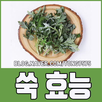  쑥 효능 9가지 알아보기