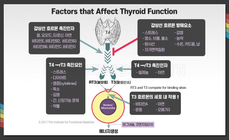 갑상선 호르몬 약/영양제 임신 중 복용법, 주의사항 13