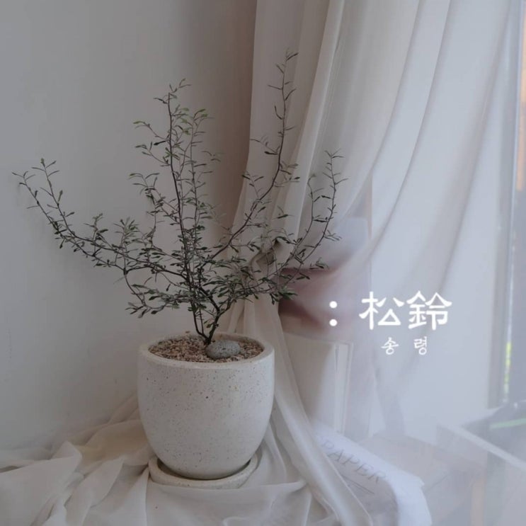  [감성식물 코로키아] 꽃집언니관리방법Tip_플라워가든송령