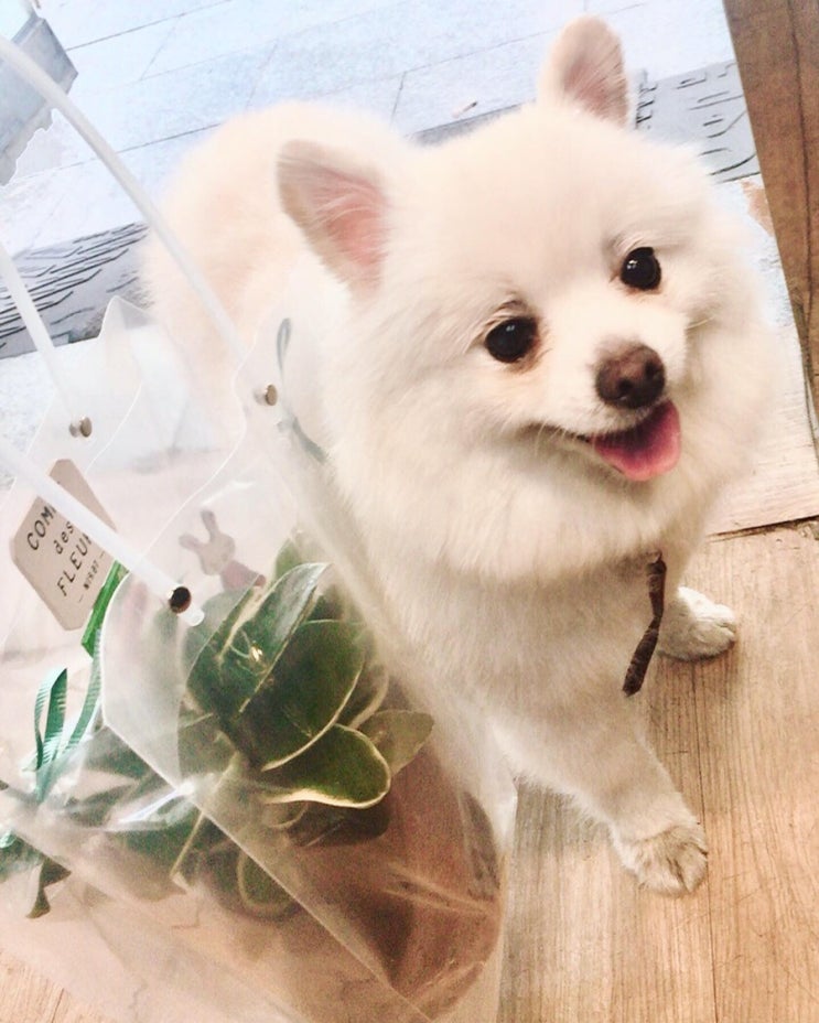 10월의 일상: 화초선물,실내인테리어, 회사생활, 커피빈에코머그컵,가을패션,아티제빵,아티제조각케이크