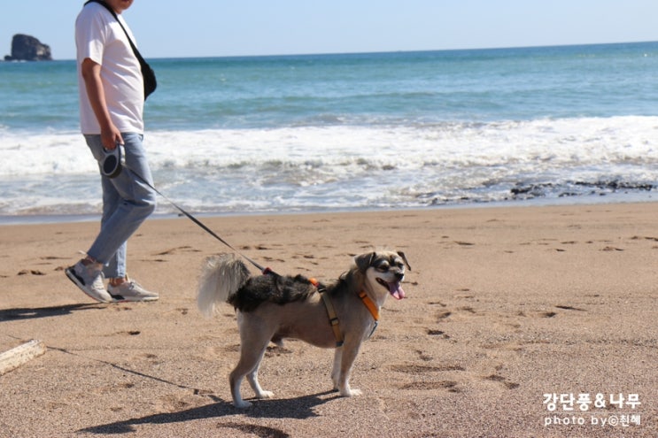 제주도 애견동반 서부 여행 용머리해안 산방산 근처 해변