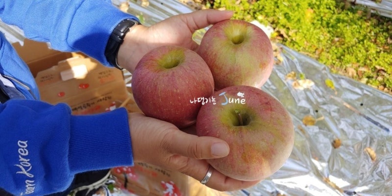 문경 가볼만한곳 - 문경사과장터 2019 사과축제 in 문경새재 사과따기 체험