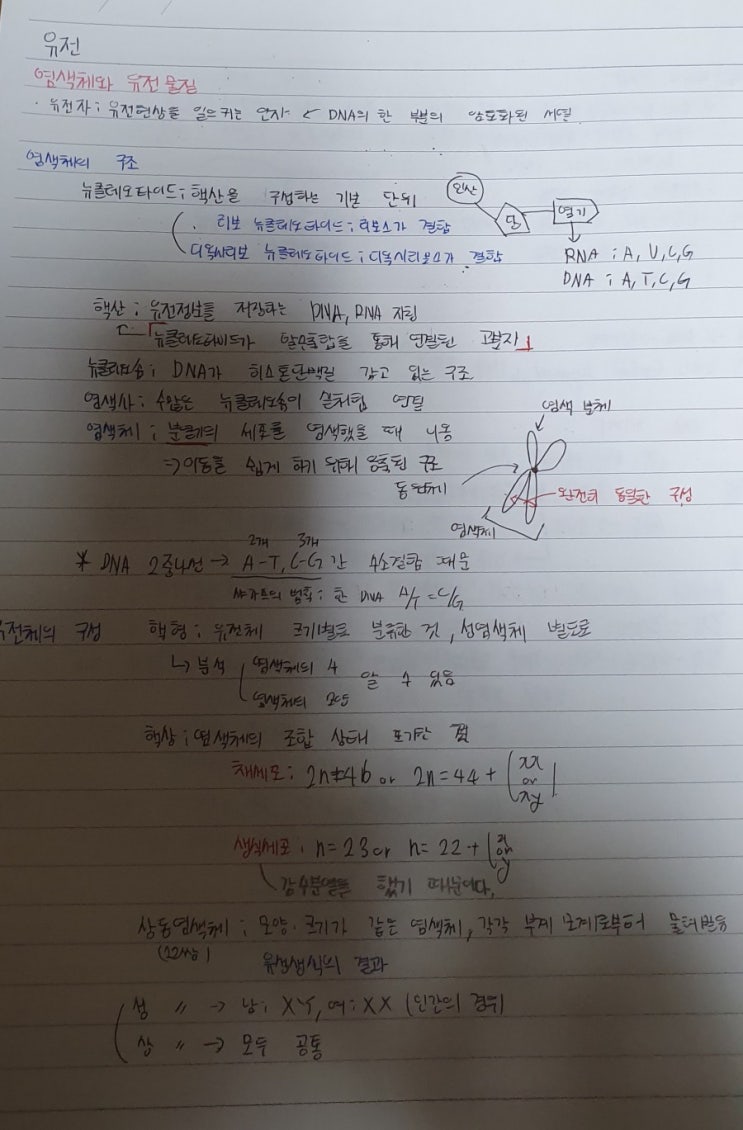  생물(염색체, 세포분열 정리)