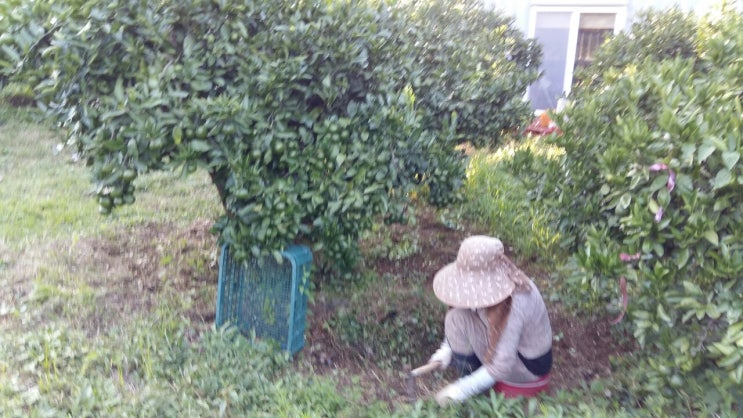  너구리네 제주감귤밭 작업(전정,덩쿨치기)하는 모습~