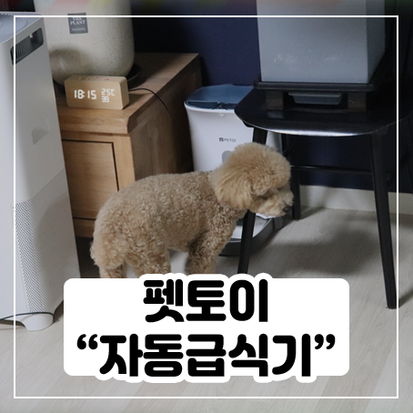 펫토이 자동급식기 사용해봤어요(feat. 푸들 리토)