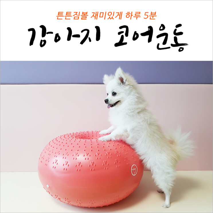  강아지코어운동 튼튼짐볼 재미있게 하루 5분