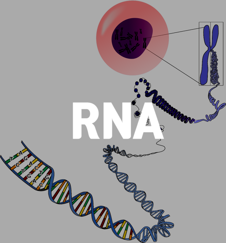 신경 RNA 이동을 막는 루게릭 유전 돌연변이