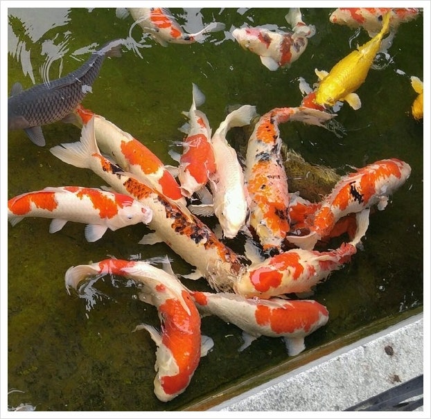 비단잉어 꿈 해몽이요