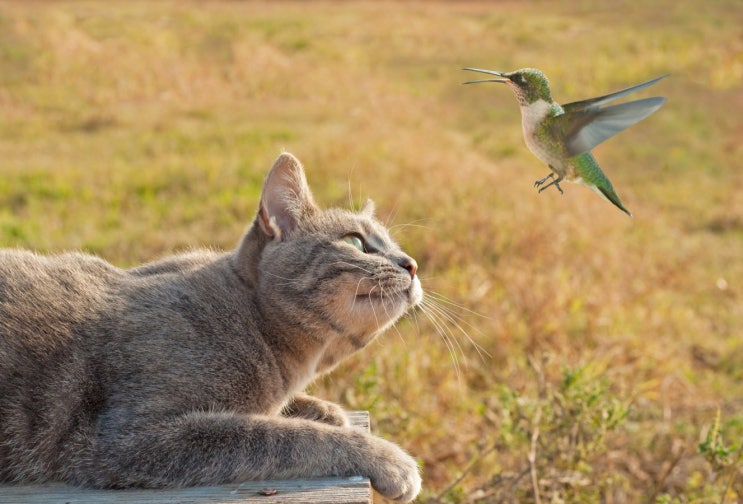 24억 마리 : 고양이와 새의 불편한 관계