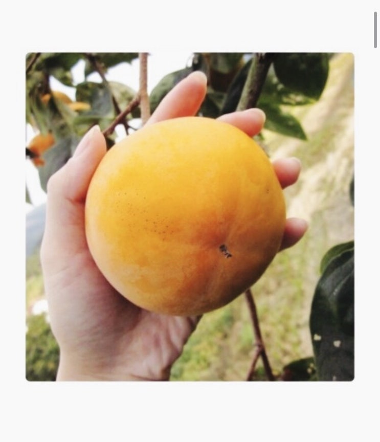  [마감/산지 직거래 고흥 유기농 단감10kg] 2020 햇단감 도매가 직배송