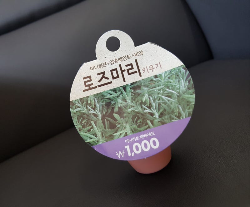 다이소 로즈마리 키우기,미니화분을 데려왔다