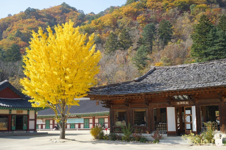 백담사 설악산 단풍 지금이 절정
