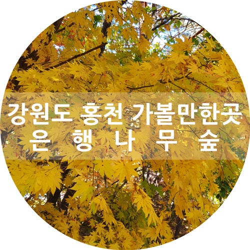  [가을]10월에 가볼만한곳 :) 홍천 은행나무숲에서 힐링하고 왔어요^^