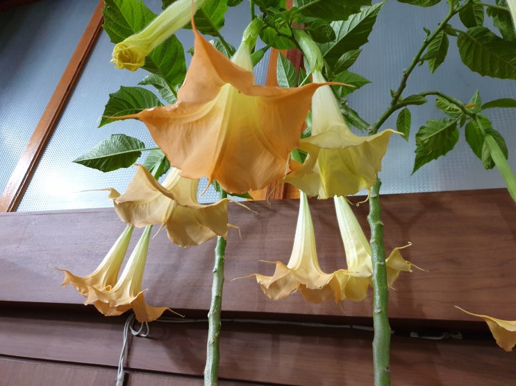  천사의 나팔꽃을 보면서
