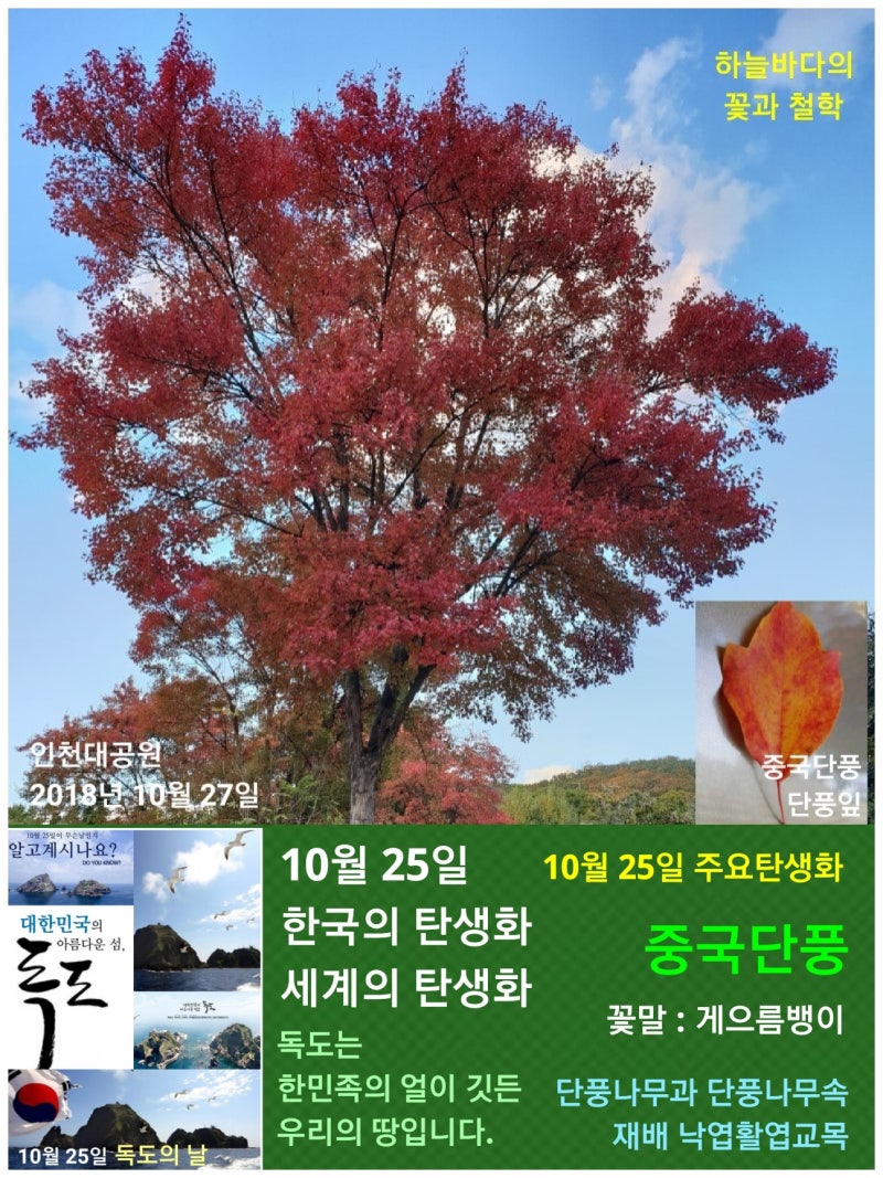 중국단풍 / 단풍나무과 (무환자나무과), 10월 25일 한국의 탄생화 : 네이버 블로그